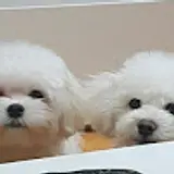 하찌와토리