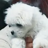 임지수