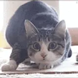 친절거북이