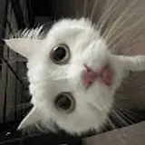 김영광