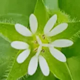 장성자