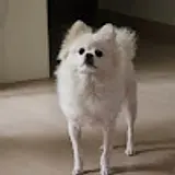 Bark C