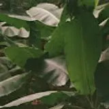 채은