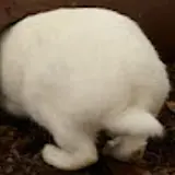 채연