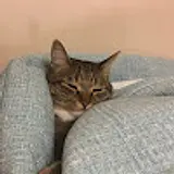 호두