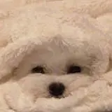 마예지