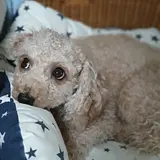 김한재