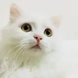 강현정