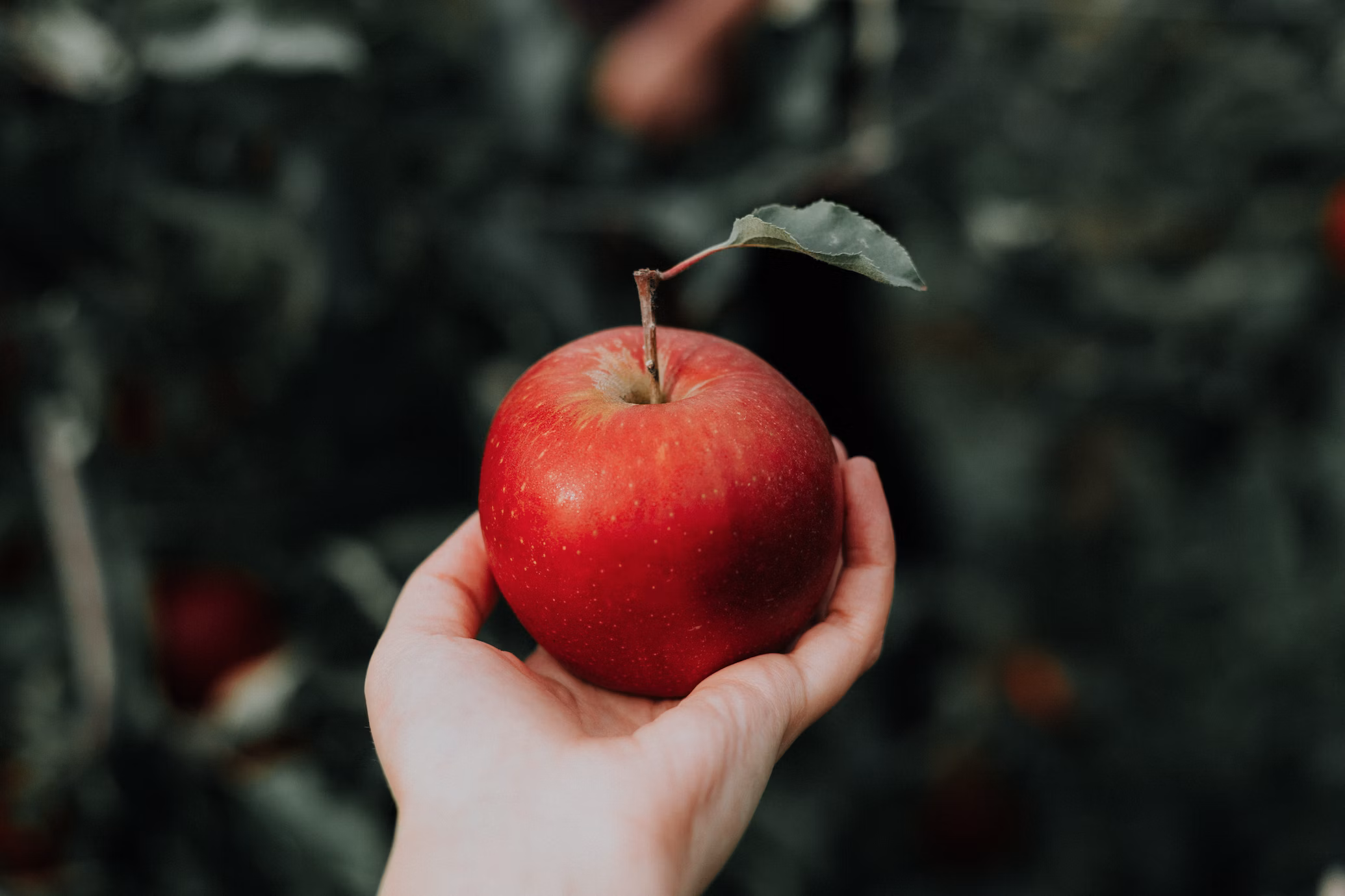 apple.avif