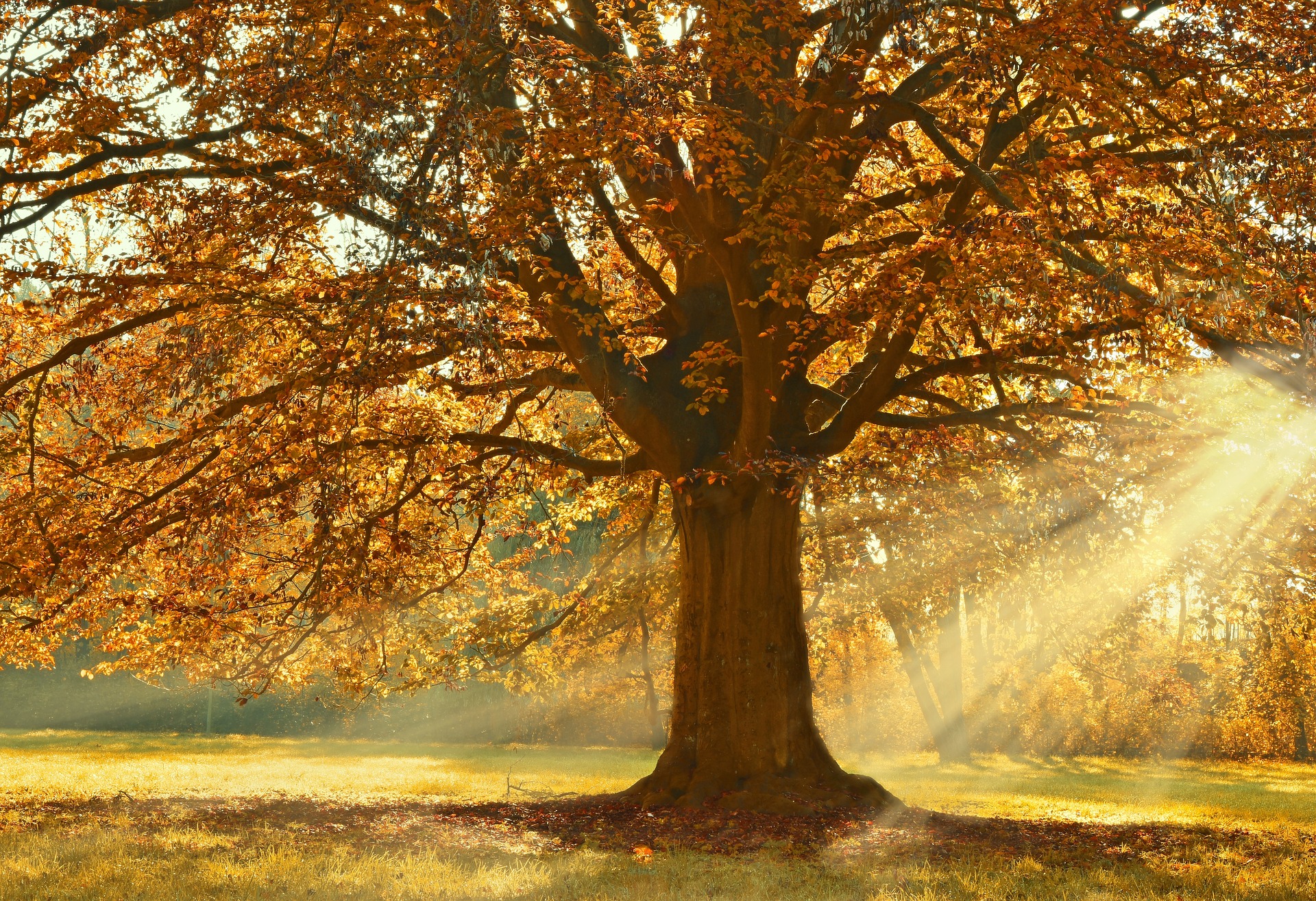 tree-4637270_1920.jpg