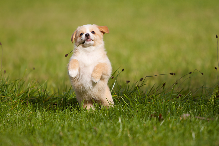 dog.jpg