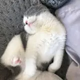 옝씨