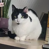 최승우