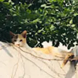 이세용