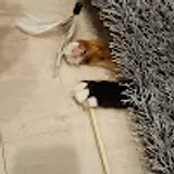 세스코