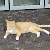 쿼카