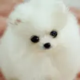 뉴뉴