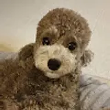 유동민