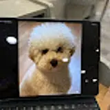 lee