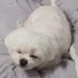 이소은