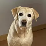 나무
