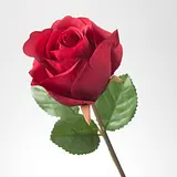 hello