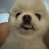 김윤식