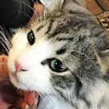 류
