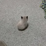 여다슬