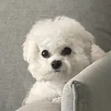 cho