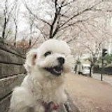 김이비