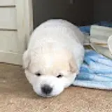 성일