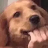 dd y