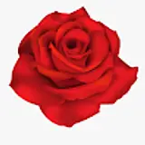 Rose H