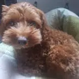 김효일