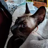 초코집사