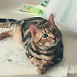 안영후