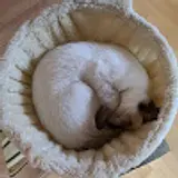 김동성