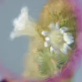 김한결