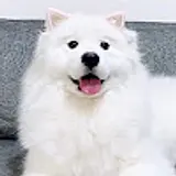 콤기리