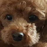 BOM