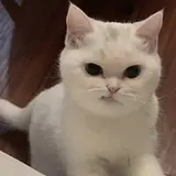 류가은