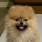 주아현