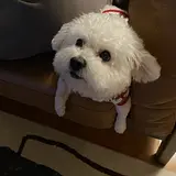 류시두