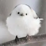 어리양