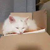 피스타치요