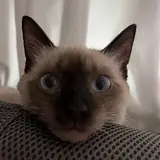 황시현