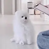 jay