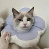 강예진