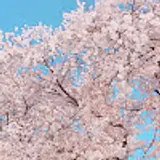 장예림